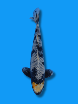 Unique Kage Lemon Shiro Utsuri | Koi&Co.